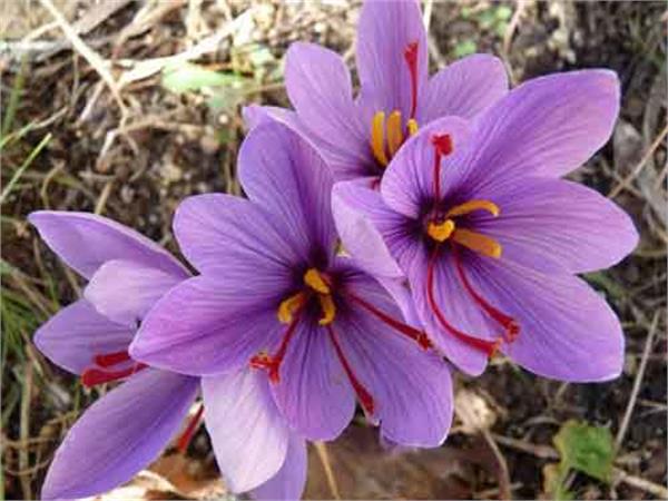 از خواص گل زعفران چه می دانید؟